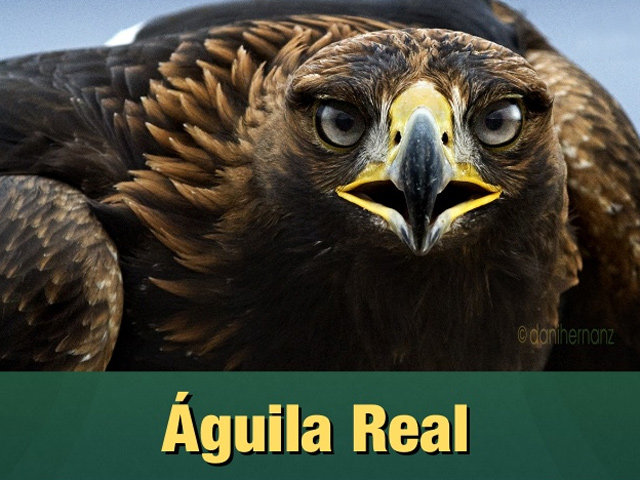 Programa de conservación del Águila Real: símbolo vivo de México - Noticias  y Eventos | Travel By México